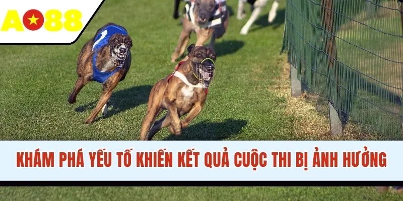 Khám phá yếu tố khiến kết quả cuộc thi bị ảnh hưởng